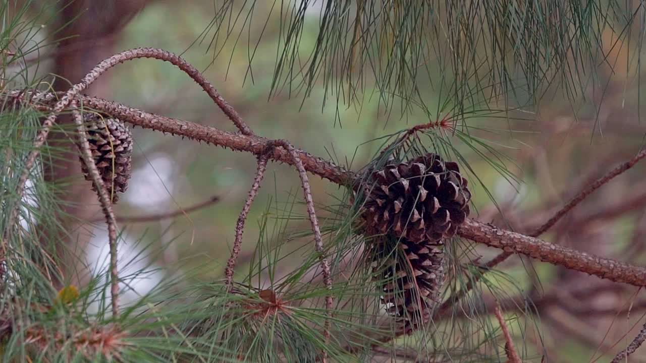 Conifer Cones hanging in a pine tree, moving in the wind