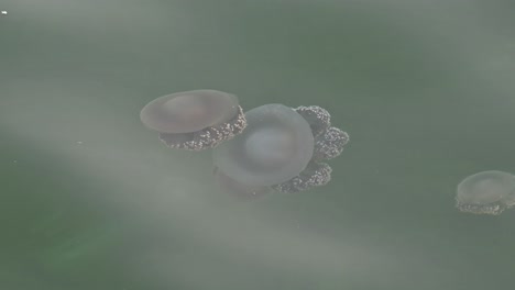 Jellyfish-swimming-slowly-on-the-surface-of-the-sea-near-the-coast-of-Dubai,-United-Arab-Emirates