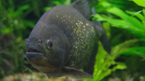 pirañas en el acuario