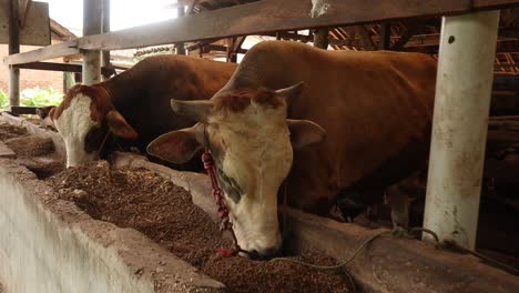 Vaca-En-Una-Granja-Establos-Comiendo-Ración-Mixta-Total-Natural-Orgánica-Para-La-Producción-Lechera