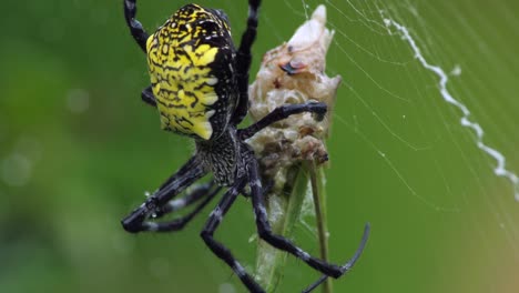 An-Orb-Weaver-Spider-wraps-its-prey-on-its-web