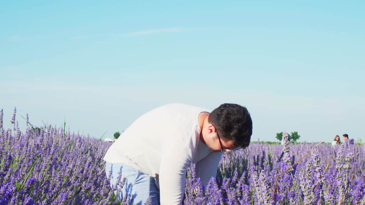 화창한 날 아름다운 라벤더 꽃을 수확하는 안경을 쓴 현장 작업자