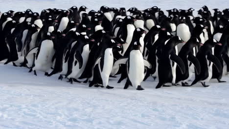 gentoo penguins colony in antarctica