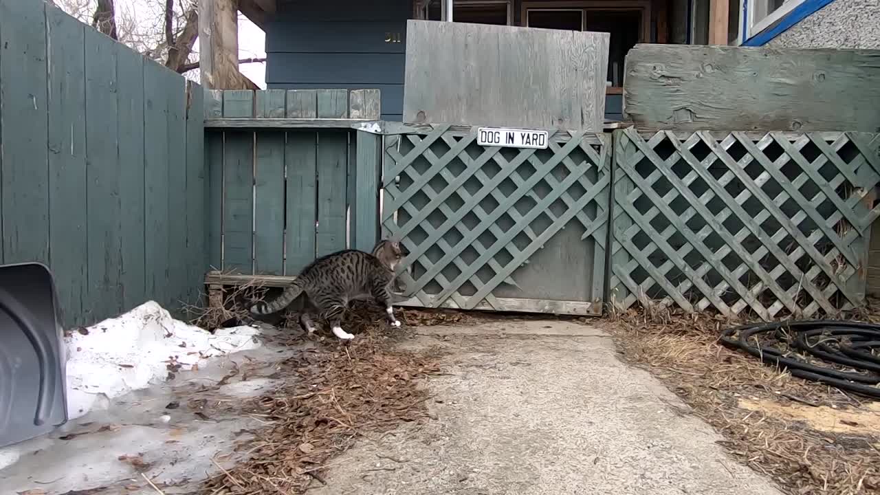 Tabby cat playing with a white dog through a wooden fence in the front yard of a house hold during the daytime