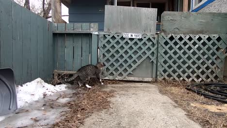 tabby cat playing with a white dog through a wooden fence in the front yard of a house hold during the daytime