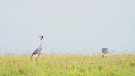 Dos-Grullas-Coronadas-Grises-Mirando-Hacia-El-Horizonte-La-Vida-Silvestre-Africana-En-La-Reserva-Nacional-Masai-Mara,-Kenia,-Hermosas-Aves-Safari-De-áfrica-En-La-Conservación-Del-Norte-De-Masai-Mara