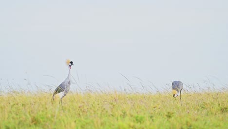 dos grullas coronadas grises mirando sobre el horizonte vida silvestre africana en la reserva nacional de masai mara, kenia, hermosas aves de safari de áfrica en la reserva de masai mara norte