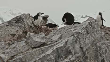 Reveal-of-penguin-colony-with-parents-high-up-on-hill,-in-front-of-amazing-background-mountains