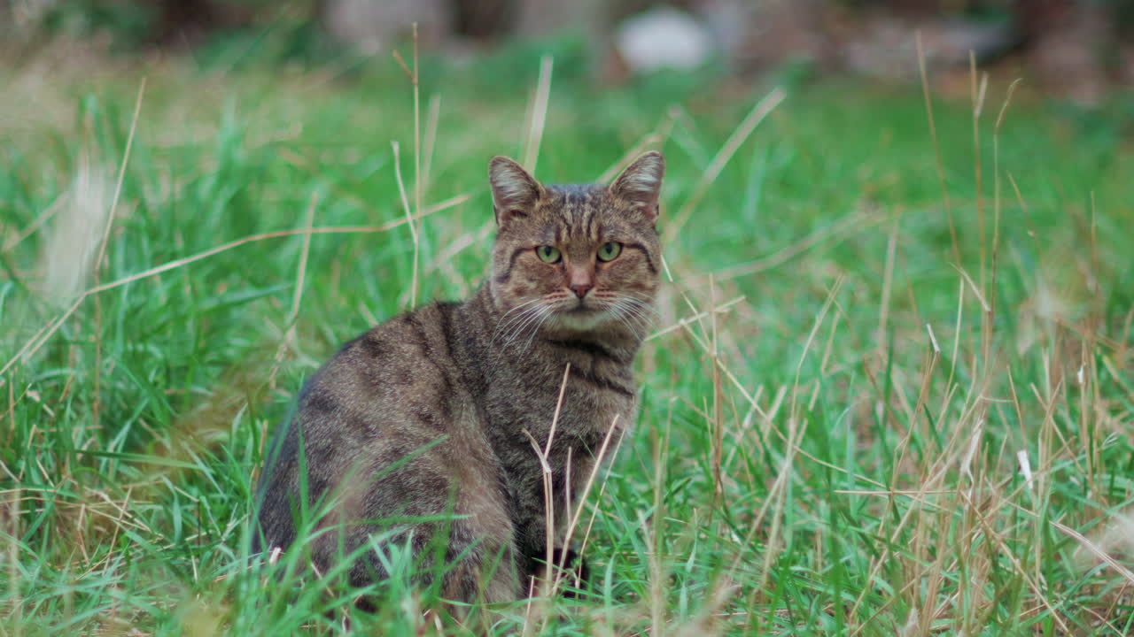 Close up of a striped tabby cat sitting calmly in tall green grass and staring directly at the lens