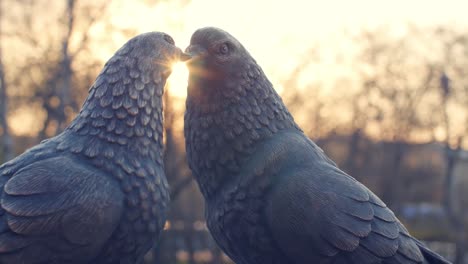 two pigeons statue, kissing at sunset