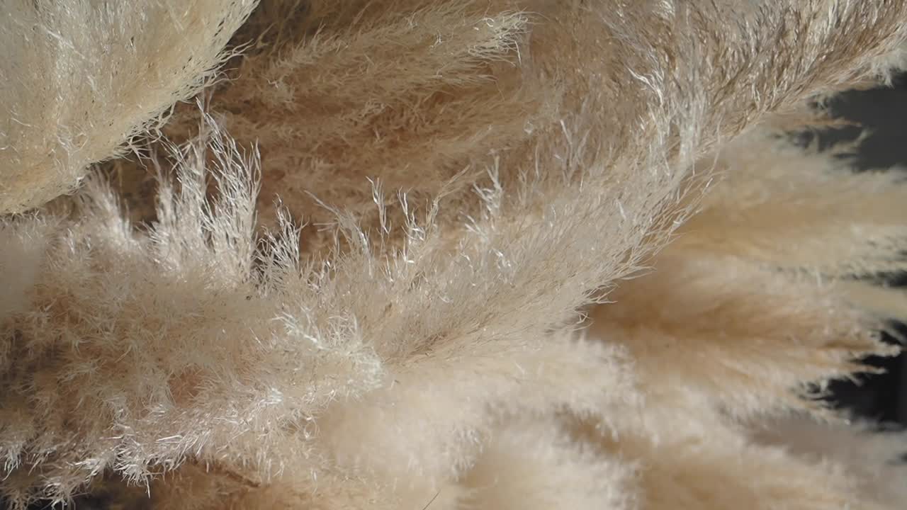 Close-up of dried pampas grass