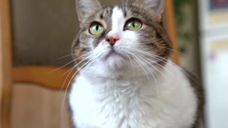 striped white cat lies on a chair at home
