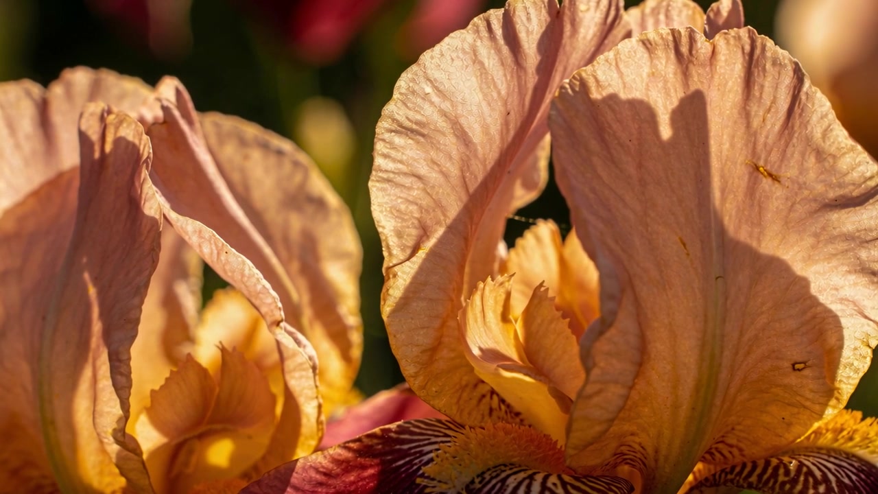 Swaying two peach bearded iris blossoms at garden bed, sunlight shifting and breeze moving beard