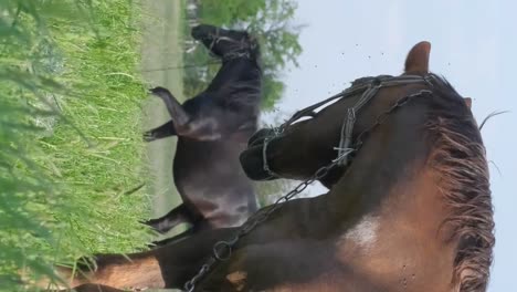 horses on a leash graze on a green meadow morning on the pasture rural horses on the field horses on a leash graze on a green meadow morning on the pasture rural horses on the field