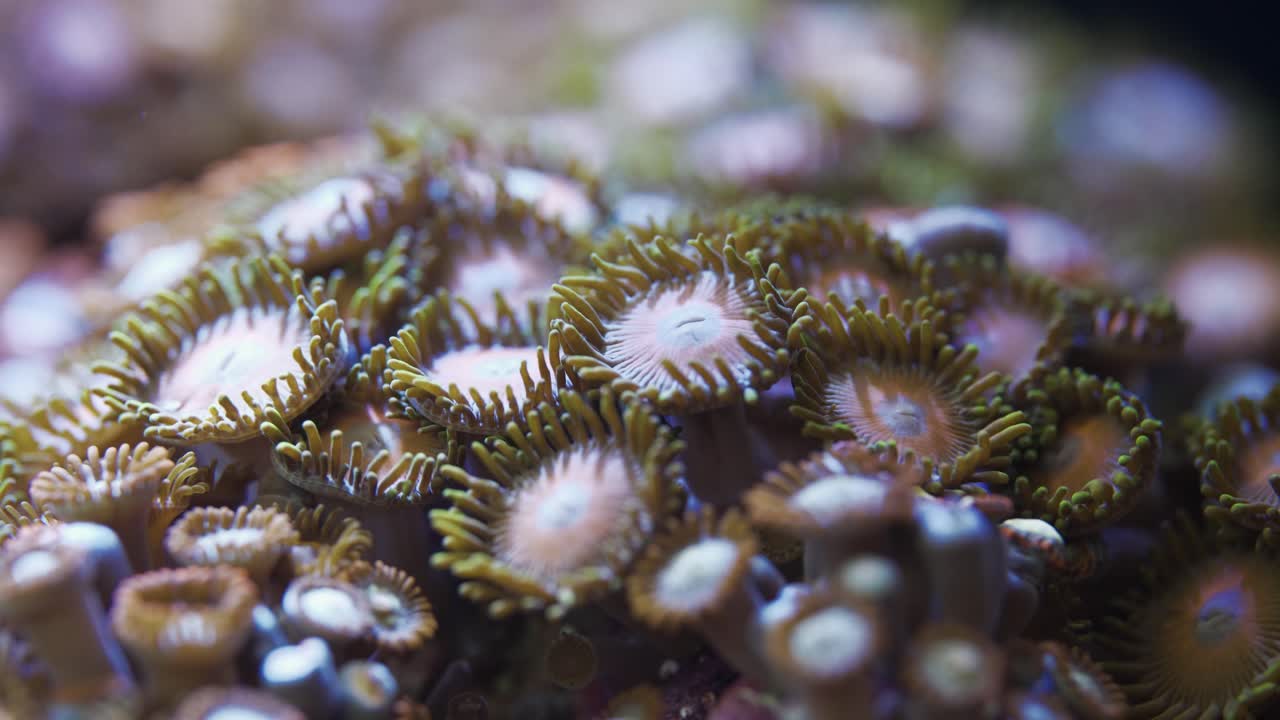 Koloni af Zoanthid blødkoral i saltvandsakvarium