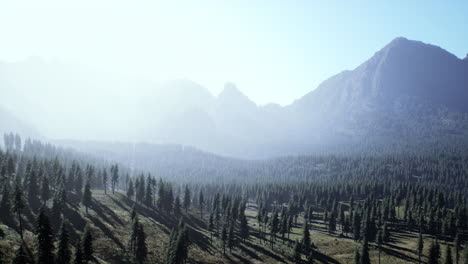 mountains covered with woods in the early morning mist