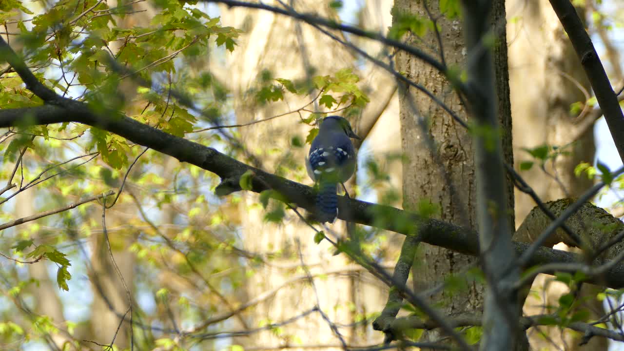 un pequeño pájaro posado en una rama en un día soleado, quebec, canadá, tiro medio estático