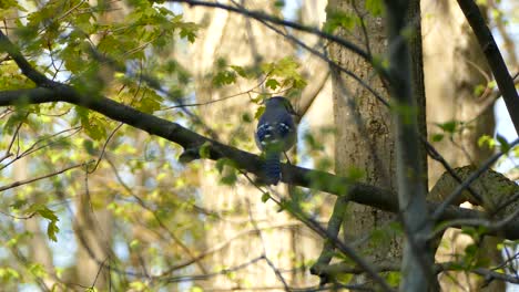 un pequeño pájaro posado en una rama en un día soleado, quebec, canadá, tiro medio estático