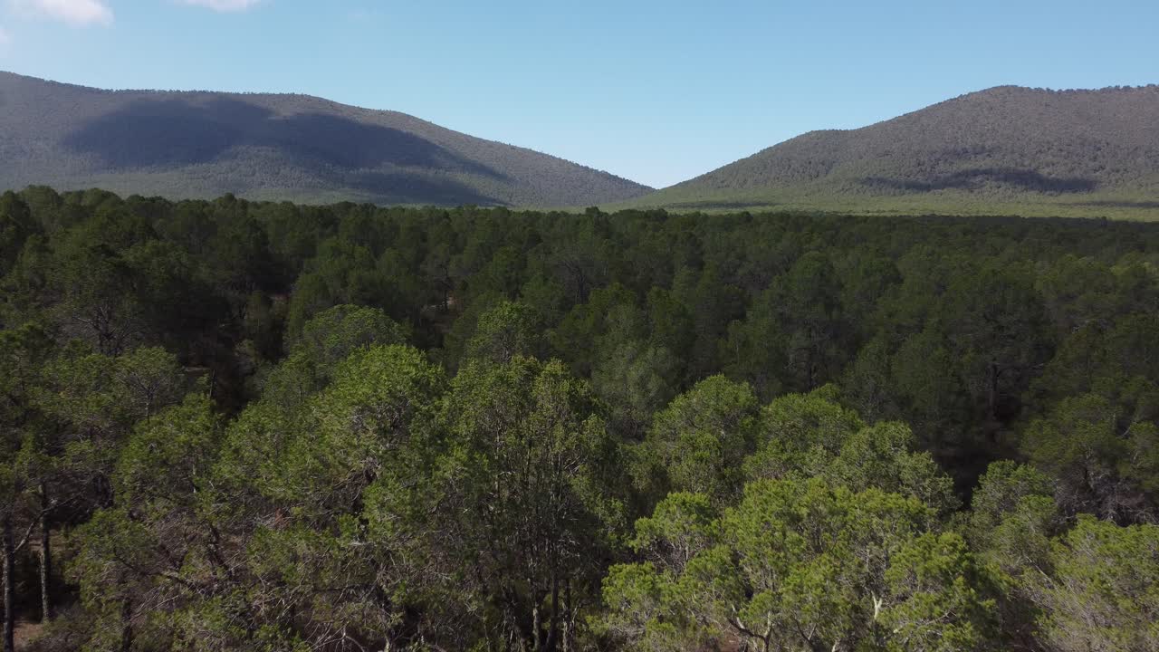 bosque de árboles verdes en un día soleado con colinas en el fondo, disparo horizontal de drones