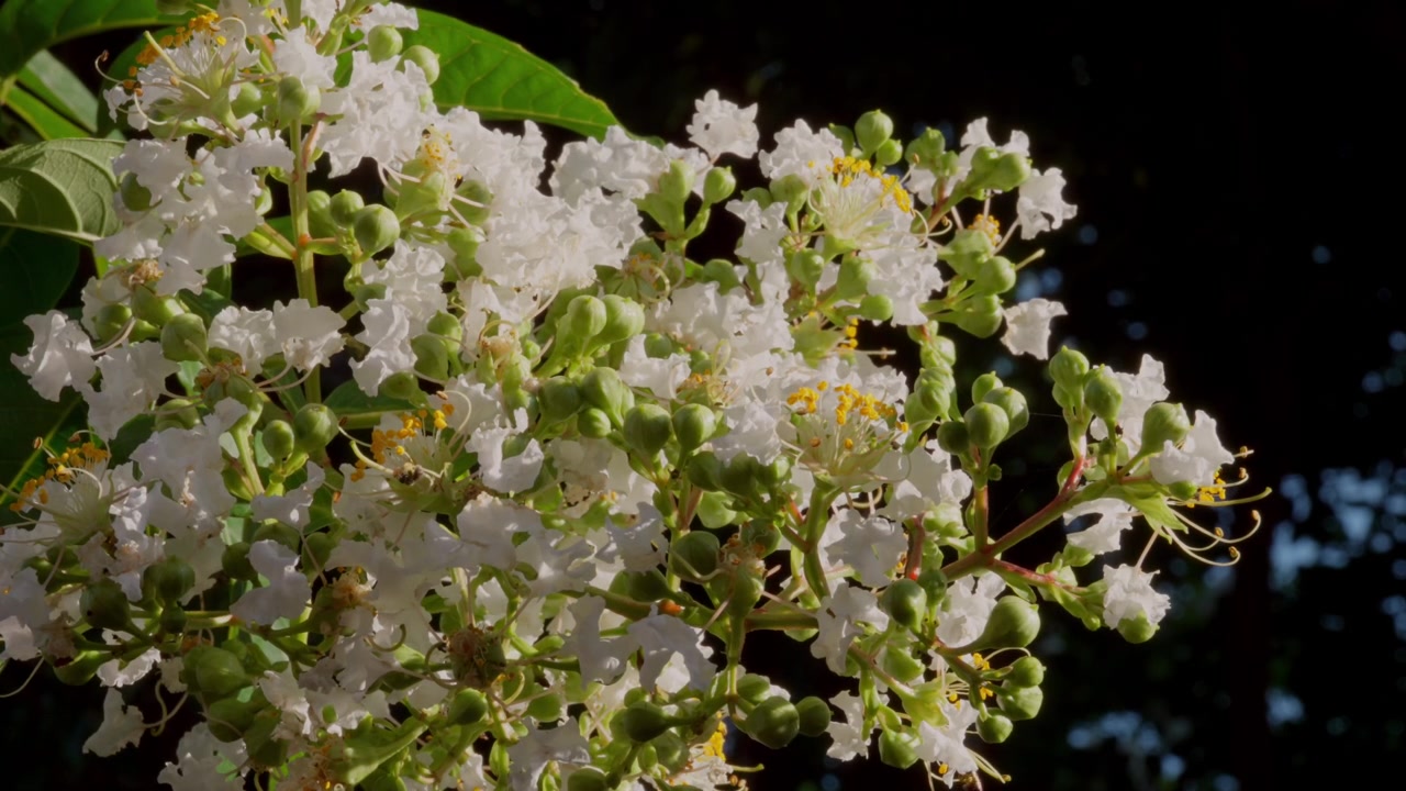 Bees Flying Around White Blooming Lagerstroemia Crepe Myrtle Flowers. Close-up Shot