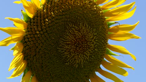 a sunflower in a field in tokyo, japan