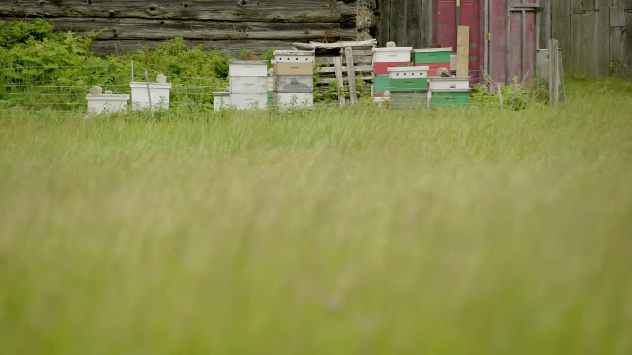 Colorful beehives behind some tall grass moving in the wind