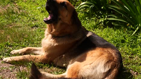 german shepherd sitting outside eating bones