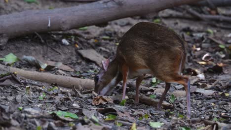 Eating-on-the-ground-then-raises-its-head-up-facing-left,-Lesser-Mouse-deer-Tragulus-kanchil,-Thailand