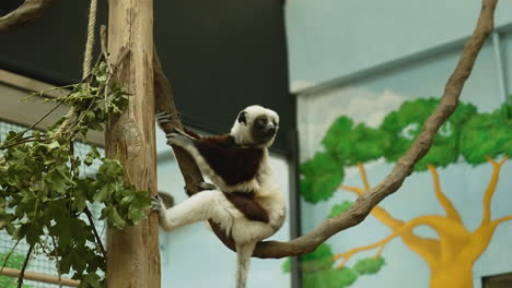 baby lemur sitting on a tree branch inside a zoo