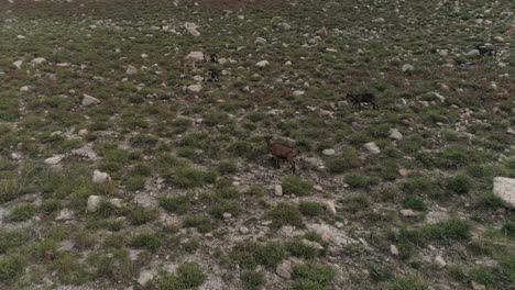 Mountains-goats-grazing-on-a-hillside