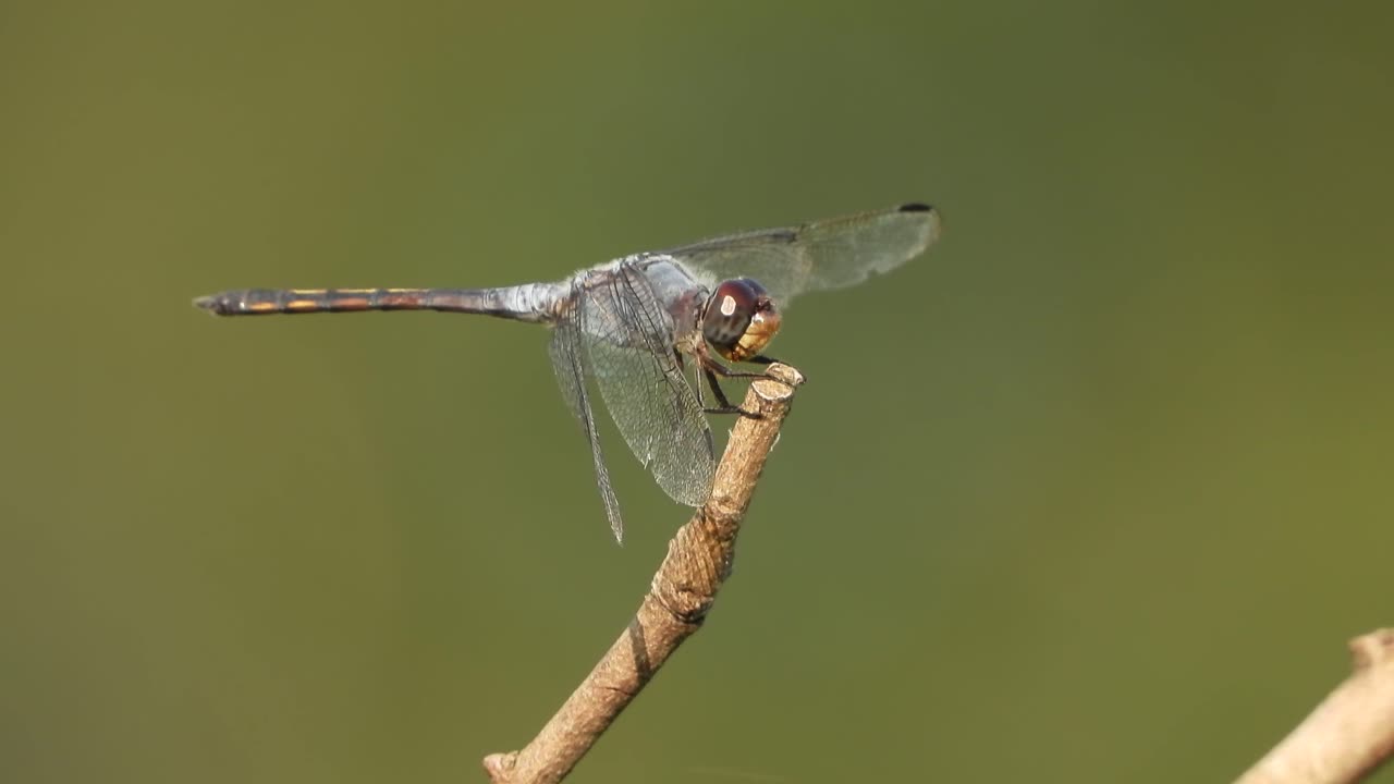 libélula en oración esperándolo.