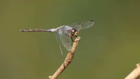 Libelle-Im-Gebet-Wartet-Darauf.