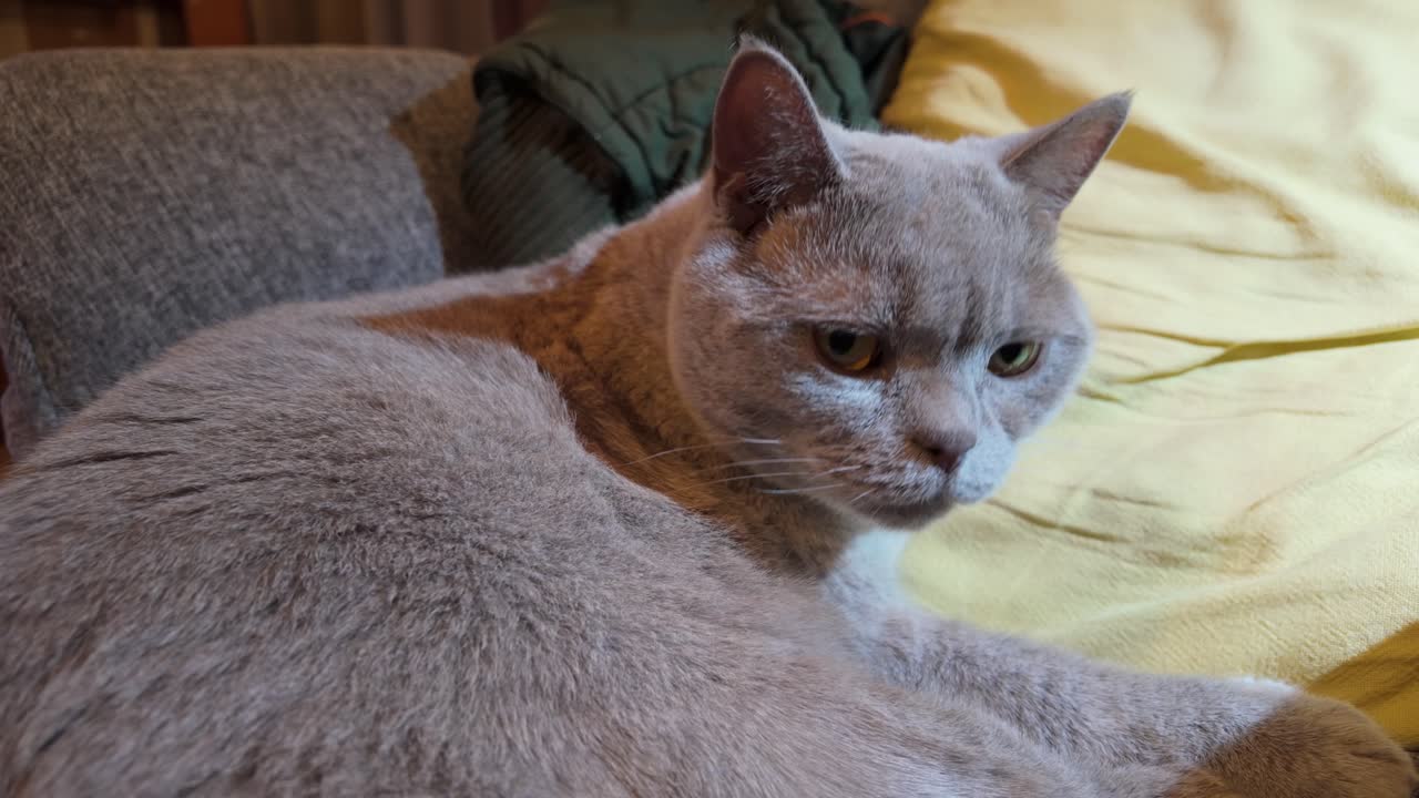 A male British shorthair cat licking himself clean and looking around in a cozy home environment