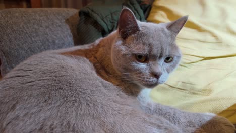 A-male-British-shorthair-cat-licking-himself-clean-and-looking-around-in-a-cozy-home-environment