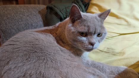 un gato británico de pelo corto macho lame a sí mismo limpio y mirando a su alrededor en un ambiente acogedor en el hogar