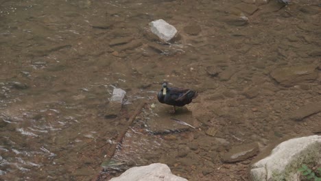 Wildente-Am-Wissahickon-Creek