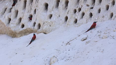 Southern-Carmine-Bee-eaters-come-and-go-from-vertical-mud-bank-homes