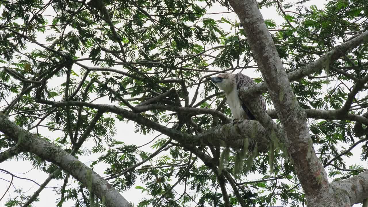 águila filipina pithecophaga jefferyi, filipina, imágenes raras, mirando frenéticamente hacia la izquierda extendiendo su cuello hacia afuera y extendiendo la corona, imágenes raras