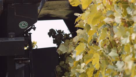 mechanical harvester straddles grapevine trellis to harvest wine grapes