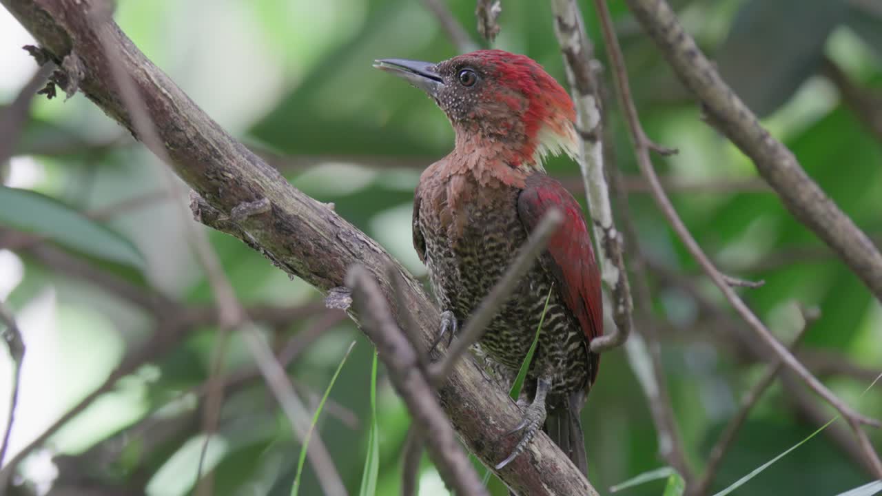 Crimson-winged Woodpecker Perched On The Tree Branch. - closeup shot