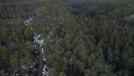 low flight over the path in the winter forest with remnants of snow