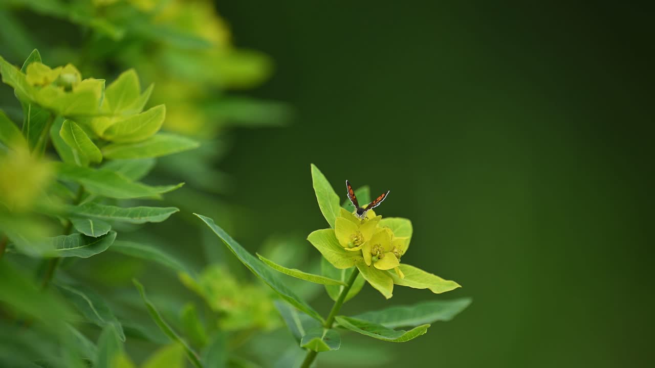 Detailed close-up of Lycaena kasyapa, the green copper butterfly