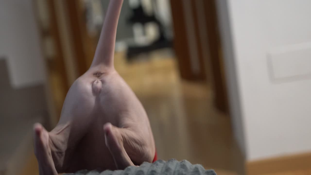 Egyptian cat hairless indoors at home for Christmas during winter wearing a sweater