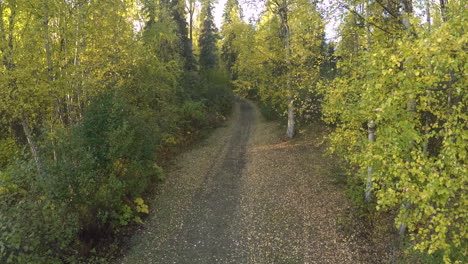 aerial shot of a trail through a rural alaskan forest