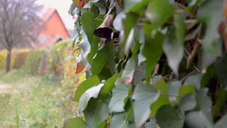 Beautiful-green-African-Ivy-growing-on-an-old-fence