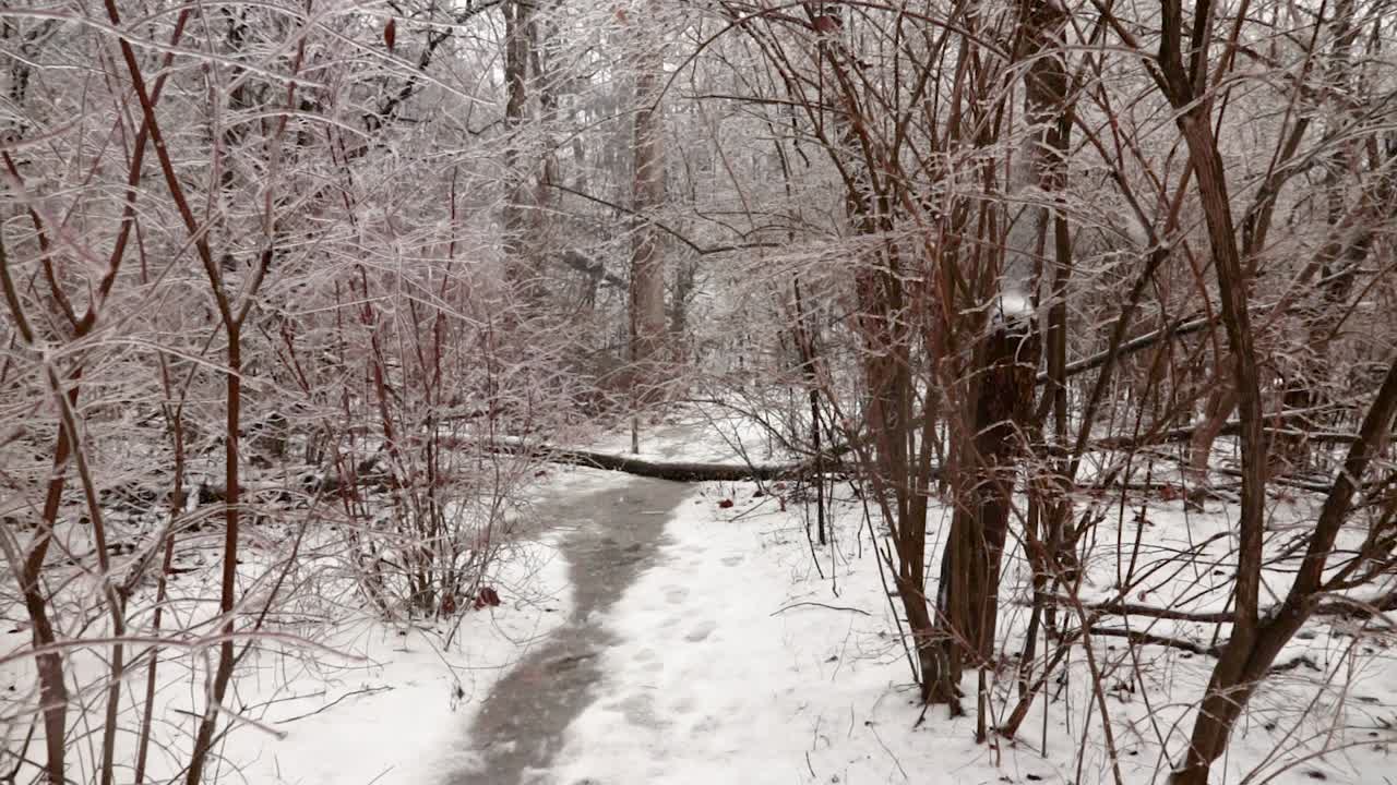 자연의 오솔길에 있는 낮은 식물과 나무에 있는 독특한 모양의 얼음 구조물