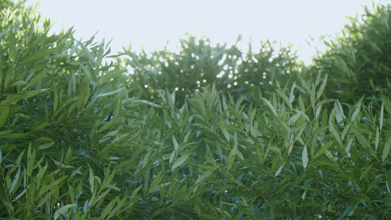 Sunlight Through Lush Green Trees