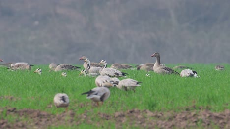 the flock greylag goose feeding mud in wheat fields