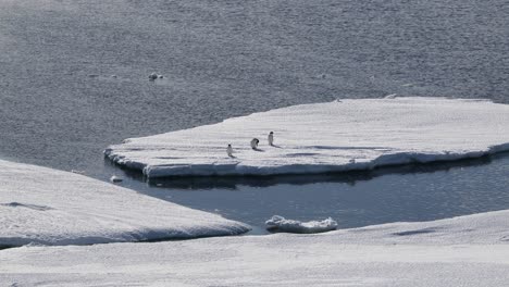 three penguins on an ice floe in antarctica