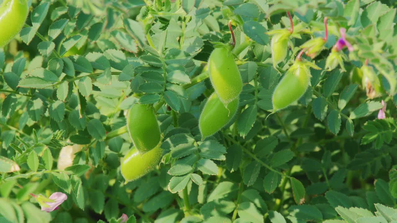 Primer plano de vainas de garbanzo verdes frescas colgando de ramas frondosas, balanceándose suavemente con el viento bajo la cálida luz del sol, mostrando un crecimiento saludable del cultivo en el campo